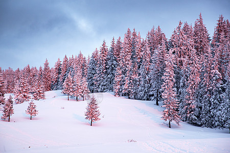 雪覆盖的冷杉的粉红色冬季日出美丽的山兰环境仙境森林天气日落天空旅行季节风景降雪图片