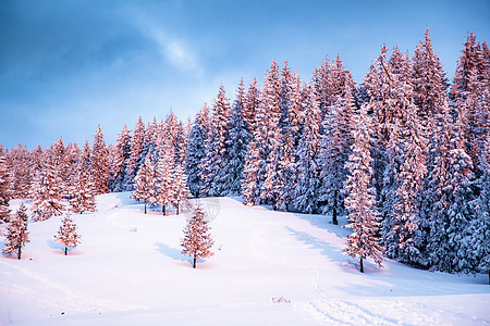 雪覆盖的冷杉的粉红色冬季日出美丽的山兰日落阳光旅行降雪风景天气暴风雪假期季节太阳图片