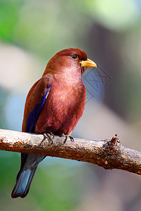 马达加斯加野生生物Bird Birb 广卷鸟图片