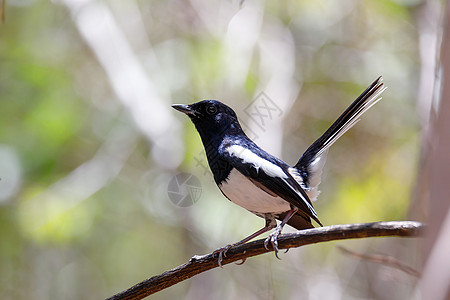 马达加斯加马比罗宾观鸟动物账单翅膀鸟类眼睛生活大道羽毛男性图片