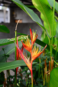 有绿叶背景的绿色火炬花热带森林植物植物群鹦鹉花朵花园植物学情调橙子图片