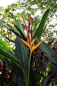 模糊背景的黄色火炬花色 Heliconia花朵情调花园农业异国植物学森林植物热带鹦鹉图片