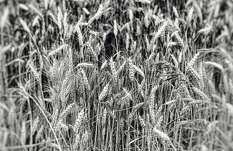 小麦田生长谷物农村蓝色天气玉米粮食阳光收成农业图片