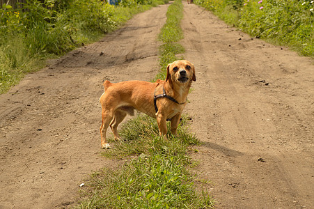 一只小红狗站在路上 看似凶猛小狗哺乳动物危险动物牙齿攻击侵略朋友快乐图片