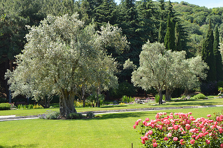 罗丝布什和橄榄树 在公园沿路的美丽的公园里图片