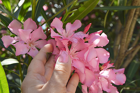 握着玫瑰花朵的女人的手花园女孩头发过敏热带礼物植物美甲温泉公园背景图片