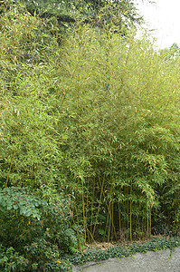 竹林竹生长在 Par生态树干热带环境花园绿色叶子树叶森林树木图片