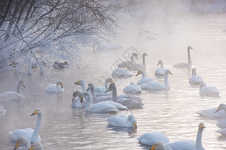 美丽的白雪天鹅水禽野生动物笔尖蓝色翅膀眼睛羽毛池塘游泳场景图片