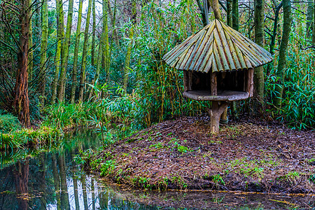 河边的木树屋位于热带沼泽景观中图片