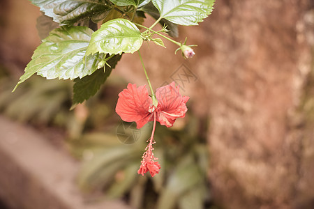 一朵 Chaba 花 中国月季 红色 向下悬挂 在孤立的背景下在早晨的阳光下绽放 复古电影外观 右侧有文本复制空间环境保护花瓣图图片