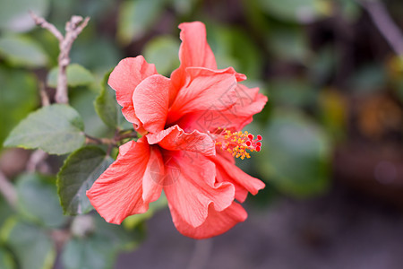 一朵 Chaba 花 中国月季 红色 在早晨的阳光下绽放 在绿色背景的热带花园中 图像右侧有文本的复制空间环境保护郁金香大丽花植图片