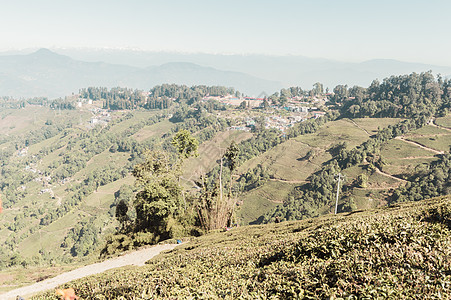 西孟加拉邦茶园茶园的浮雕景观 位于北孟加拉大吉岭山脚下 吸引了来自世界各地的人们图片