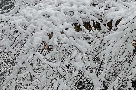 Bankya冬季公园下雪灌木的自然雪背景图片