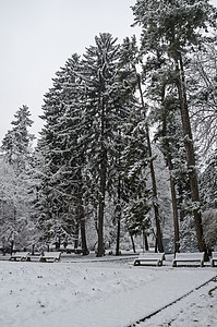 Bankya冬季公园的雪树和板凳大观旅游松树环境冷冻童话长椅远足雾凇场景衬套图片