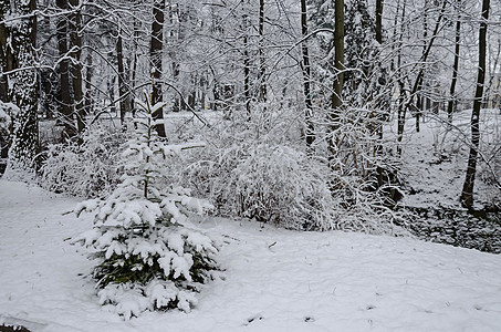 Bankya冬季公园的雪树大全景环境小路季节远足雪花松树旅游场景冷冻雾凇图片