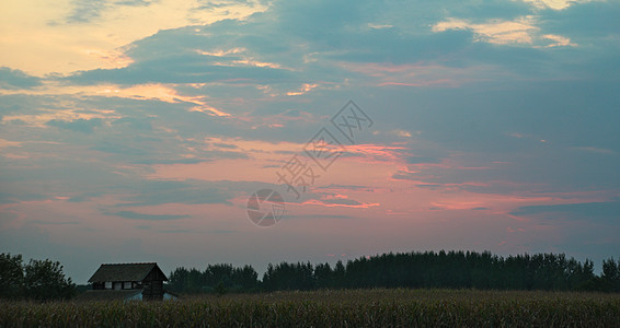 玉米田 夏季风景的多色日落小麦草地生长场地太阳植物农场蓝色环境场景图片