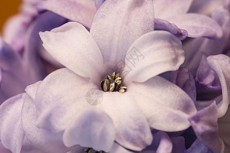 Hyacinthus的花束紧紧闭着花园植物学植物灯泡雌蕊季节性紫色花瓣粉色季节图片