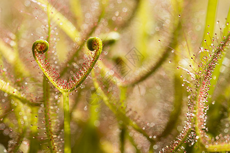 德罗塞拉的食虫植物陷阱沼泽植物群植物学红色飞沫食肉昆虫宏观绿色图片