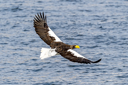 飞行掠夺性钓鱼海角知床虎头野生动物荒野白色海雕天空动物图片
