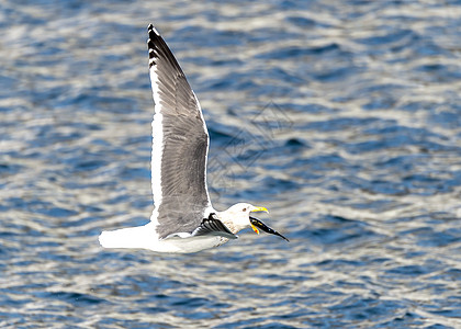 飞行掠夺性海豹海鸥野生动物天空知床荒野白色动物图片