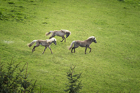 三匹马 金发男子色的马 正在野外奔跑图片