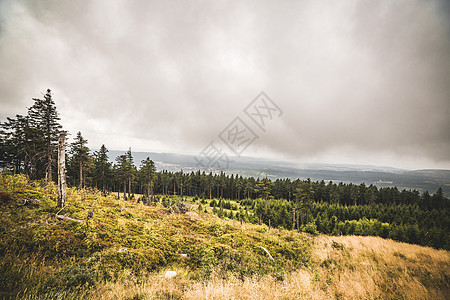 薄雾多云的山坡上的松树林图片