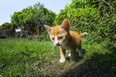 橙小猫在后院冒险图片