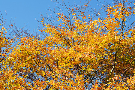 秋天一棵树上的金色秋叶图片