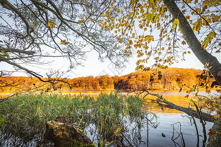 秋天湖边的多彩树木图片