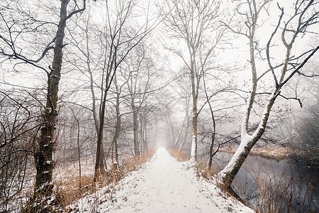 白雪在含河的迷雾森林中漫步图片