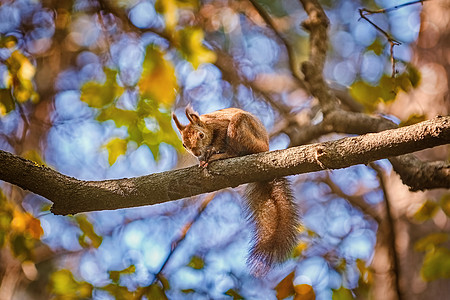树枝上的松松鼠松鼠动物群小动物障碍尾巴哺乳动物兔科树松鼠图片