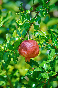 石榴树或索科特兰石榴农业环境石榴植物红色食物树叶水果分支机构生长背景图片