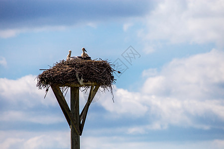 在蓝天背景的巢中 沙克宝宝野生动物家庭孩子们天空邮政蓝色鸟类小鸡羽毛村庄图片