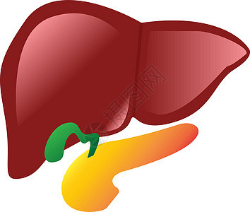 人类肝胆胰腺解剖 vecto图片