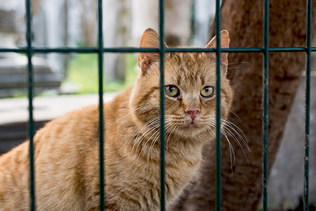 另一幅流浪街头猫的肖像眼睛宠物动物毛皮街道哺乳动物小猫图片