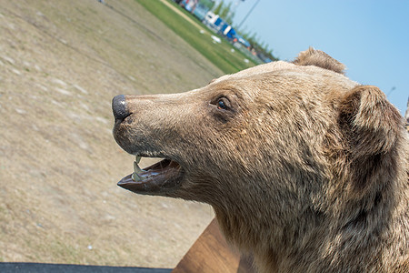 像野兽一样 被填满的大棕熊头森林野生动物哺乳动物危险动物力量毛皮荒野鼻子猎人图片