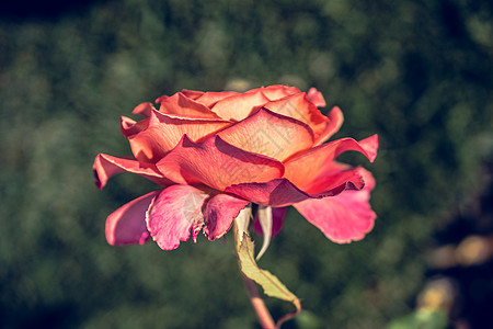 桃花盛开鲜花背景的美丽多彩玫瑰盛开植物群周年场地礼物花园问候语生日艺术花瓣纪念日背景