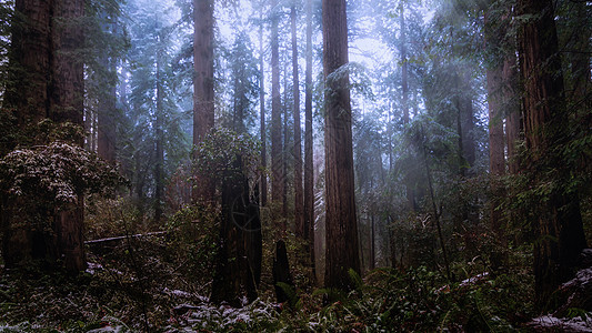 美国北加利福尼亚州红木森林地貌图景绿色生活水平植物天空阳光公园红杉游客国家图片