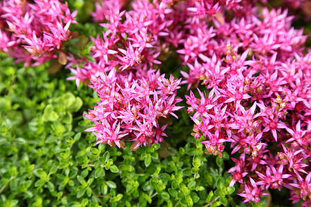 小粉红色 不断增长的百里香红斑粉色马座花头植物荒野花序植物学补品野花图片
