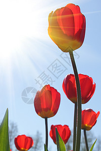 在花园的红郁金花 美好的一天活力花束绿色庆典花瓣叶子植物红色郁金香季节图片