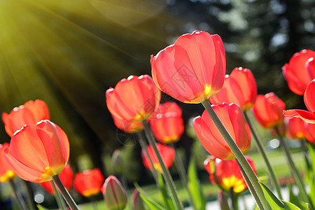 在花园的红郁金花 美好的一天季节活力植物郁金香叶子绿色花瓣庆典红色生长图片