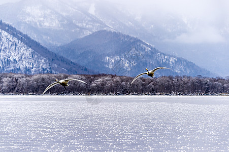 天鹅湖天鹅蓝色天空荒野斜楼动物白色旅行野生动物知床图片