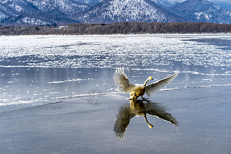 天鹅湖动物斜楼荒野知床白色天空蓝色天鹅野生动物旅行图片