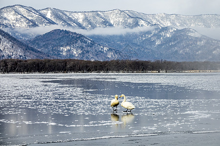 天鹅湖斜楼野生动物动物天空蓝色白色旅行知床荒野天鹅图片