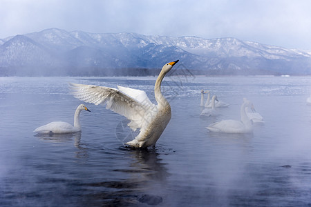 天鹅湖天空白色蓝色斜楼旅行荒野野生动物天鹅动物知床图片