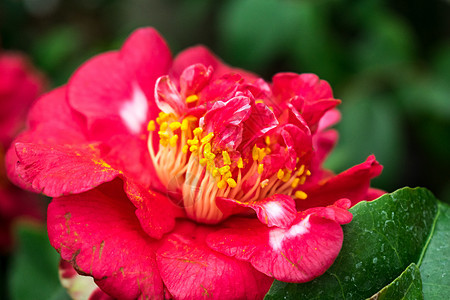 红骆驼花花宏观花园玫瑰花瓣植物群美丽植物园艺茶花植物学图片