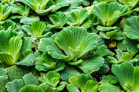 水生植物生长树叶植被浮萍环境池塘人士花园阶层图片