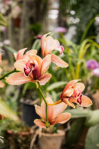 橙兰花花兰花情调绿色热带橙子花园花朵植物群白色植物学图片