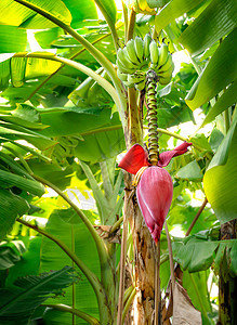 香蕉花挂在树上水果叶子香蕉植物食物绿色花园种植园热带生长图片
