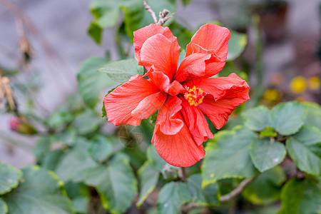 一朵 Chaba 花 中国月季 红色 在早晨的阳光下绽放 在绿色背景的热带花园中 图像左侧有文本复制空间风光花头水仙花环境图案花图片